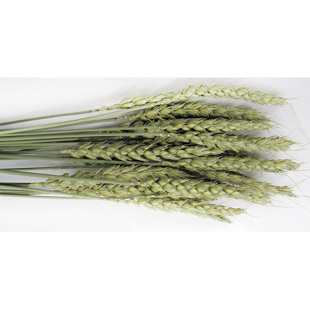 FM Browns Tropical Carnival Natural Wheat Sprays Small Animal Treat – 1.5 oz (43 g) 1*8