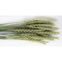 FM Browns Tropical Carnival Natural Wheat Sprays Small Animal Treat – 1.5 oz (43 g) 1*8