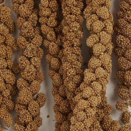 FM Browns Tropical Carnival Natural Spray Millet Bird Treat – 4 oz (113 g) 1x24