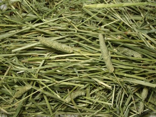 FM Browns Tropical Carnival Natural Timothy Hay – 48 oz (1.36 kg) 1x3