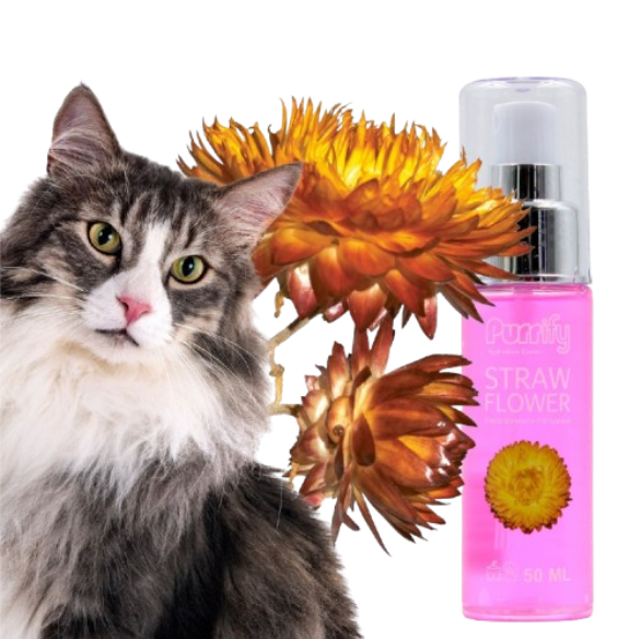 Purrify  Dog/Cat Floral Essence Oil Spray Straw Flower 50Ml