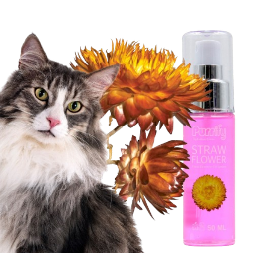 Purrify  Dog/Cat Floral Essence Oil Spray Straw Flower 50Ml
